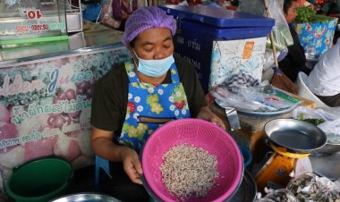 ไข่มดแดงออกใหม่แรกของปี ราคาพุ่ง กก.ละ 1,000 -ขายปลีกจานละ 100 บาท