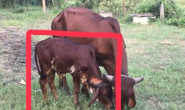 เตือนภัยโจรอาละวาดย่องโขมยลูกวัวพันธุ์บรามันที่พิมาย