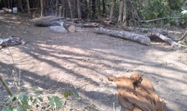 ช้างป่าดุไล่ตื๊บพระธุดงค์มรณะภาพคาป่าสงวนฯกาญจนบุรี