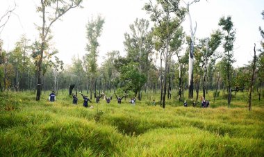 ครั้งแรกแห่งปี วิ่งเทรลท่องผืนป่า 3 มรดกโลกโคราช ในพื้นที่สงวนชีวมณฑล วังน้ำเขียว