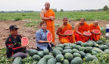 เจ้าคณะจังหวัดพิจิตรแบ่งพื้นที่ในมจร.ให้ชาวบ้านปลูกแตงโมขายสร้างรายได้เสริมนอกเหนือจากทำนา