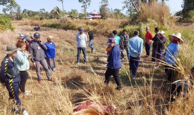 ล่าโจรอำมหิตลอบฆ่าวัวกลางทุ่งนาตัดขาหลัง 2 ข้างหนี คนเลี้ยงต่างผวาทั้งหมู่บ้าน