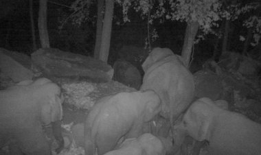 ชาวบ้านโล่งใจโขลงช้างลงจากช่องเขาขาดกลับคืนสู่ป่าธรรมชาติแล้ว