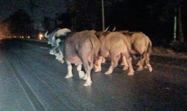 ฝูงควายหลุดคอกเดินบนถนนหลวงรถติดระนาวต้องล่ามรอหาเจ้าของ
