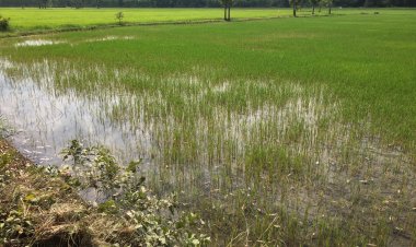 ชาวนาพิมายไม่สนคำเตือนงดส่งน้ำเพื่อการเกษตร แห่ทำนาปรังแล้วกว่า 300 ไร่