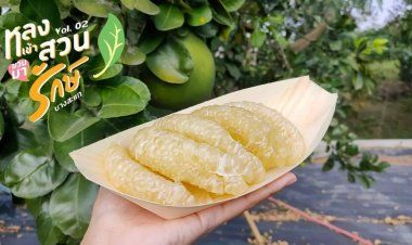 สมุทรสงครามชวนเที่ยวงาน"หลงเข้าสวน ชวนมารักษ์บางสะแก ครั้งที่ 2"