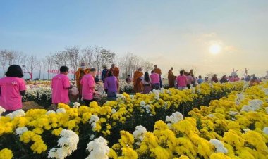 ดอกเบญมาศบานสะพรั่งในม่านหมอกวังน้ำเขียวต้อนรับคู่รักไปเชยชมช่วงวาเลนไทน์