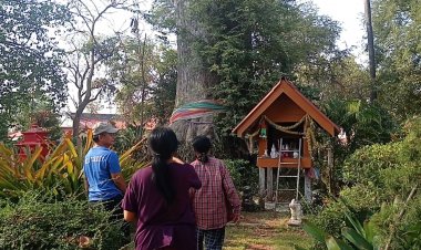 โค้งสุดท้ายหวยออกชาวบ้านแห่ส่องเลขตามฝันเจอ 3 ตัวตรงโผล่ต้นยางนายักษ์