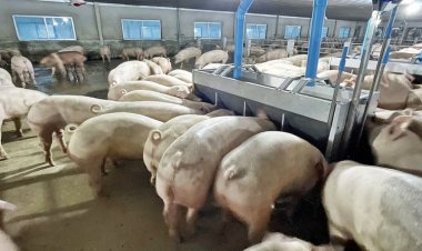 ท่องเที่ยวใต้ฟื้นตัวดันหมูราคาพุ่งตาม ผลพวงจากนักท่องเที่ยวฮิตบริโภคหลายหลายเมนูสุกร