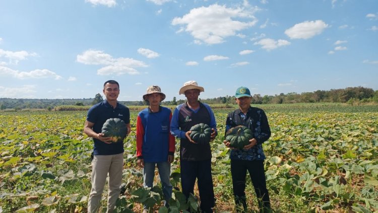 เกษตรกรครบุรีโค่นไร่มันสำปะหลังปลูกฟักทองสู้แล้งราคาแพงกิโลละกว่า 10 บาท