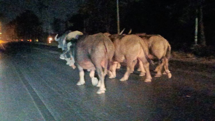 ฝูงควายหลุดคอกเดินบนถนนหลวงรถติดระนาวต้องล่ามรอหาเจ้าของ