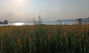 วิวหลักล้าน ฉากหลังผืนน้ำและทิวเขาชมทุ่งปอเทืองเหลืองอล่ามที่ริมเขื่อนลำแชะครบุรี