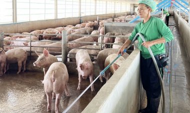 ซีพีเอฟ รับซื้อผลผลิตช่วยหนุนเกษตรกรรายย่อย ลดความเสี่ยงตลาดผันผวน