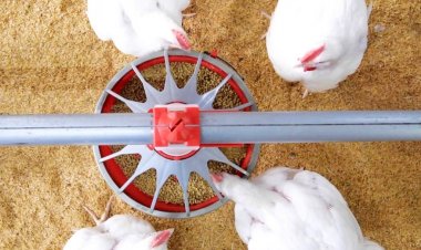 คอมพาร์ทเมนต์ ระบบป้องกันไก่ไทยปลอดไข้หวัดนก