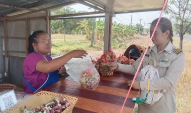 เกษตรกรโคราชปลูกมะขามเทศเพชรโนนไทย 6 ไร่ สร้างรายได้หลักแสนต่อเดือน