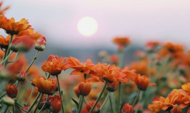 ตักบาตรกลางทุ่ง จดทะเบียนสมรส สัมผัสเบญมาศบานสะพรั่งในม่านหมอก