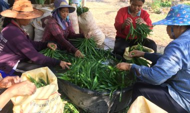 เกษตรกรโคราชเปลี่ยนนาข้าวปลูกเตยขายรายได้เดือนละกว่า 2 หมื่นบาท