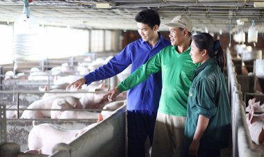 เนื้อหมูจากฟาร์มเกษตรกรรายย่อย สู่ร้านค้าปลีก-ค้าส่งขนาดใหญ่ ซีพีเอฟช่วยหาตลาดรองรับ