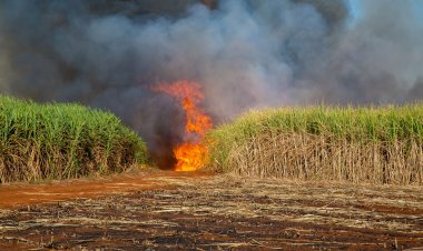 ถึงเวลาทำ  GAP เป็นมาตรฐานบังคับ ช่วยเกษตรกรข้าวโพดลดข้อหาพัวพัน PM2.5