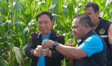กรมปศุสัตว์หนุนเกษตรกรปลูก'ข้าวโพดต้นสดพร้อมฝัก' เชื่อมโยงผู้ผลิต ผู้รวบรวม และผู้ซื้อ