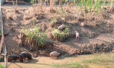 ลุงโคราชเลี้ยงหมูฟรีสไตล์ ได้ผลดี โตเร็ว เนื้อแน่น ลดต้นทุน 30%