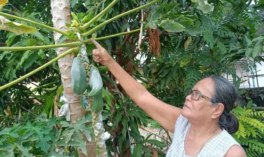 ใกล้หวยออก!คุณยายขอโชคต้นมะละกอยอดด้วนหวังลุ้นโชคลาภ