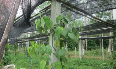 10 ล้งไต้หวันออเดอร์“พลูพัทลุง”ดันราคาพุ่ง 220 บาท / กก.