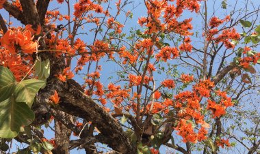 1ปีได้ยลโฉมงามครั้งเดียวดอกจานบานสะพรั่งรอรับนักท่องเที่ยว