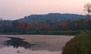 ชวนชมดอกจานบานสร้างสีสันหน้าแล้งถนนสายปอแดงเขื่อนมูลบนโคราช