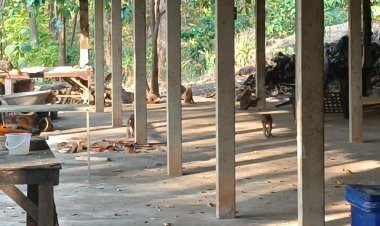 ลิงกะบุดคอกช้างเพิ่มนับพันตัววอนคุมกำเนิดหวั่นก่อปัญหาซ้ำลอยลพบุรี