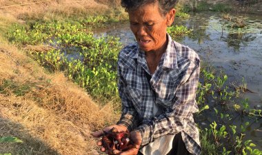 คุณยายบัวใหญ่ปลูกกระจับเขาควายขายทำรายได้ดี ลูกค้าสั่งจองทุกวัน