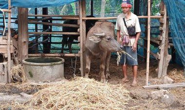 ชาวบ้านรุมประณาม สาบแช่ง คนร้ายใจทรามบตัดหางควายเลือดยังไหลออกไม่หยุด