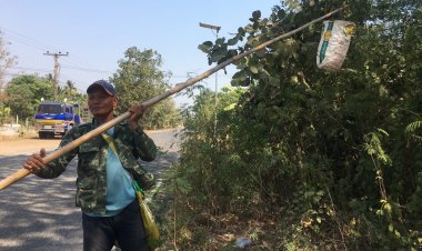 ชาวพิมายพลิกวิกฤติแล้งเป็นโอกาสตระเวนแหย่ไข่มดแดงขายกก.ละ 500 บาท