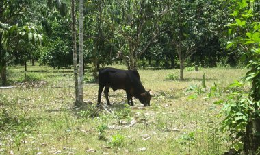 “เดือนรอมฎอม-พิธีกุรบัน”บริโภคเนื้อโคพุ่งปลุกศก.ปลายด้ามขวานคึกคัก