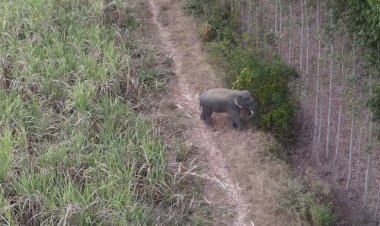 เตรียมพลิกผื่น"ป่าสะเดา"กว่าพันไร่เนรมตรแหล่งอาหารช้างป่าปราจีนบุรี