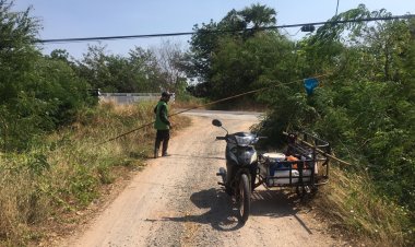 พลิกวิกฤติแล้งหาแหย่ไข่มดแดงขายกก.ละ 500 บาท ทำรายได้งาม