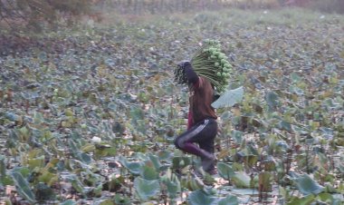 ขอนแก่นราคาดอกบัวาขยับขึ้นดอกละ 1 บาทรับวันพระใหญ่(วันมาฆบูชา)