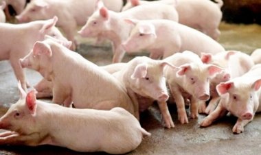 3 เดือนปลดแม่พันธุ์ 3 ล้านทำหมูหันแก้ล้นตลาดกู้วิกฤติราคาตกต่ำ