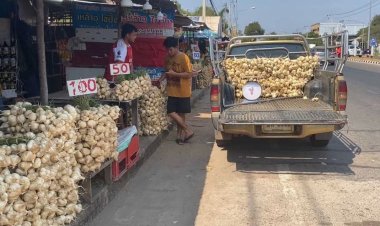 มันแกวหวานงานพระธาตุพนมยอดขายหดคนเน้นทำบุญประหยัดเงินยุคเศรษฐกิจตกต่ำ