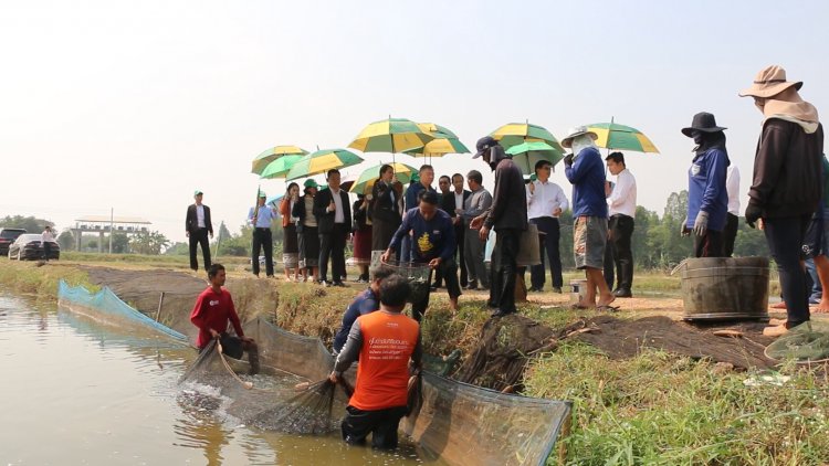 ลาวนำต้นแบบกระชังริมแม่น้ำพองขอนแก่นสร้างรายได้ชุมชนยั่งยืน