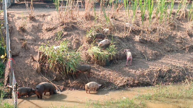 ลุงโคราชเลี้ยงหมูฟรีสไตล์ ได้ผลดี โตเร็ว เนื้อแน่น ลดต้นทุน 30%