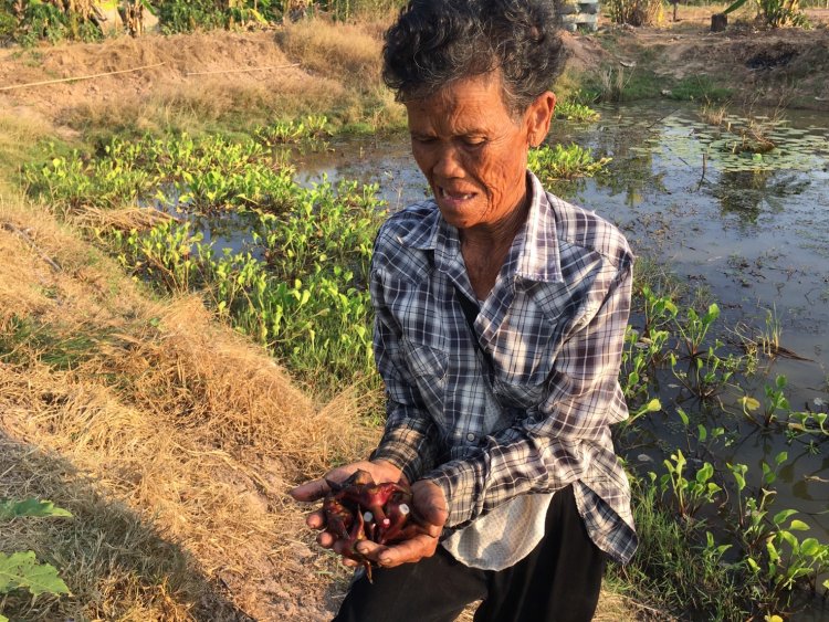 คุณยายบัวใหญ่ปลูกกระจับเขาควายขายทำรายได้ดี ลูกค้าสั่งจองทุกวัน