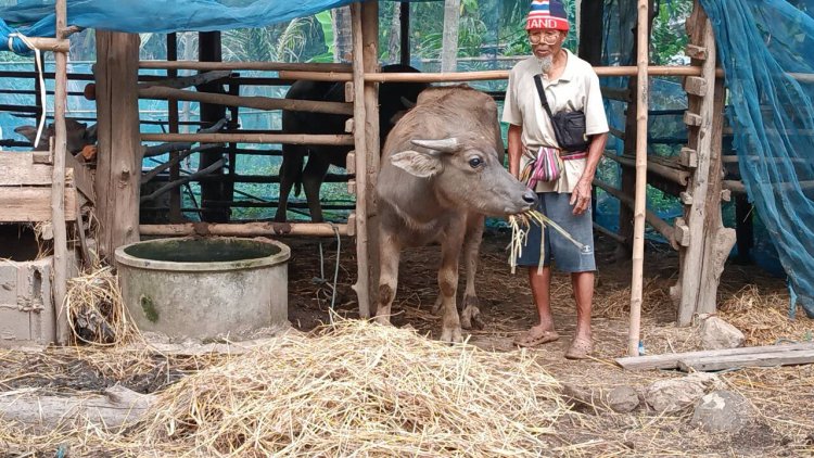 ชาวบ้านรุมประณาม สาบแช่ง คนร้ายใจทรามบตัดหางควายเลือดยังไหลออกไม่หยุด