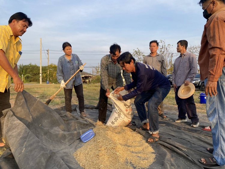 นายอำเภอลำลูกกา ทำฝัดข้าว “ปิ่นแก้ว” เก็บรักษาเพื่อนำไปขยายพันธุ์ ในโคก หนอง นา