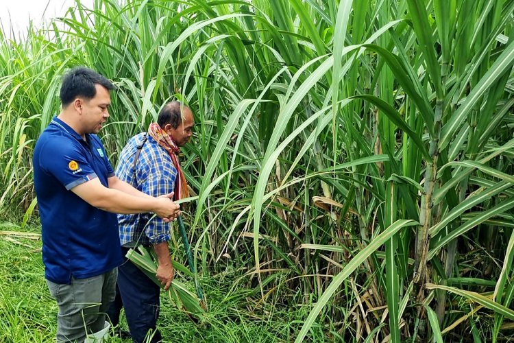 "ซีพีเอฟปันน้ำปุ๋ย” ปีที่ 23 เกษตรกรปลื้ม ช่วยลดต้นทุน-ผ่านพ้นวิกฤตแล้ง