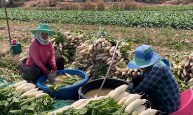 บ้านแฮดแล้งจัด หัวไชเท้าขาดน้ำใบเหลืองแห้งตายคาดิน เกษตรกรขาดทุนยับ