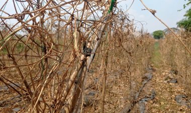 เกษตรกรปลูกถั่วฝักยาวโคราชระทมภัยแล้งมาเร็วทำให้ต้นถั่วแห้งเหี่ยวตายยกสวน