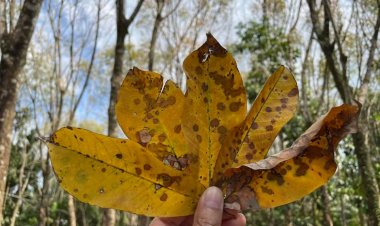 ชาวสวนได้เฮพบวิธีป้องกัน-รักษา"โรคยางใบร่วง"แถมเพิ่มน้ำยางสด