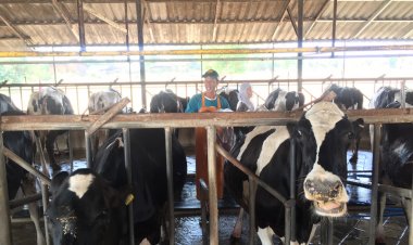 เกษตรกรเฮประกันรับซื้อนมดิบขึ้น 2 บาทยกฐานะความเป็นอยู่ครอบครัวดีขึ้น