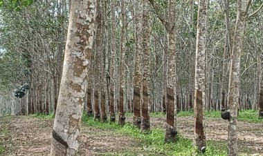โรคใบร่วงสวนยางใต้ทำเม็ดเงินสูญหายปีละกว่าหมื่นล้านบาท